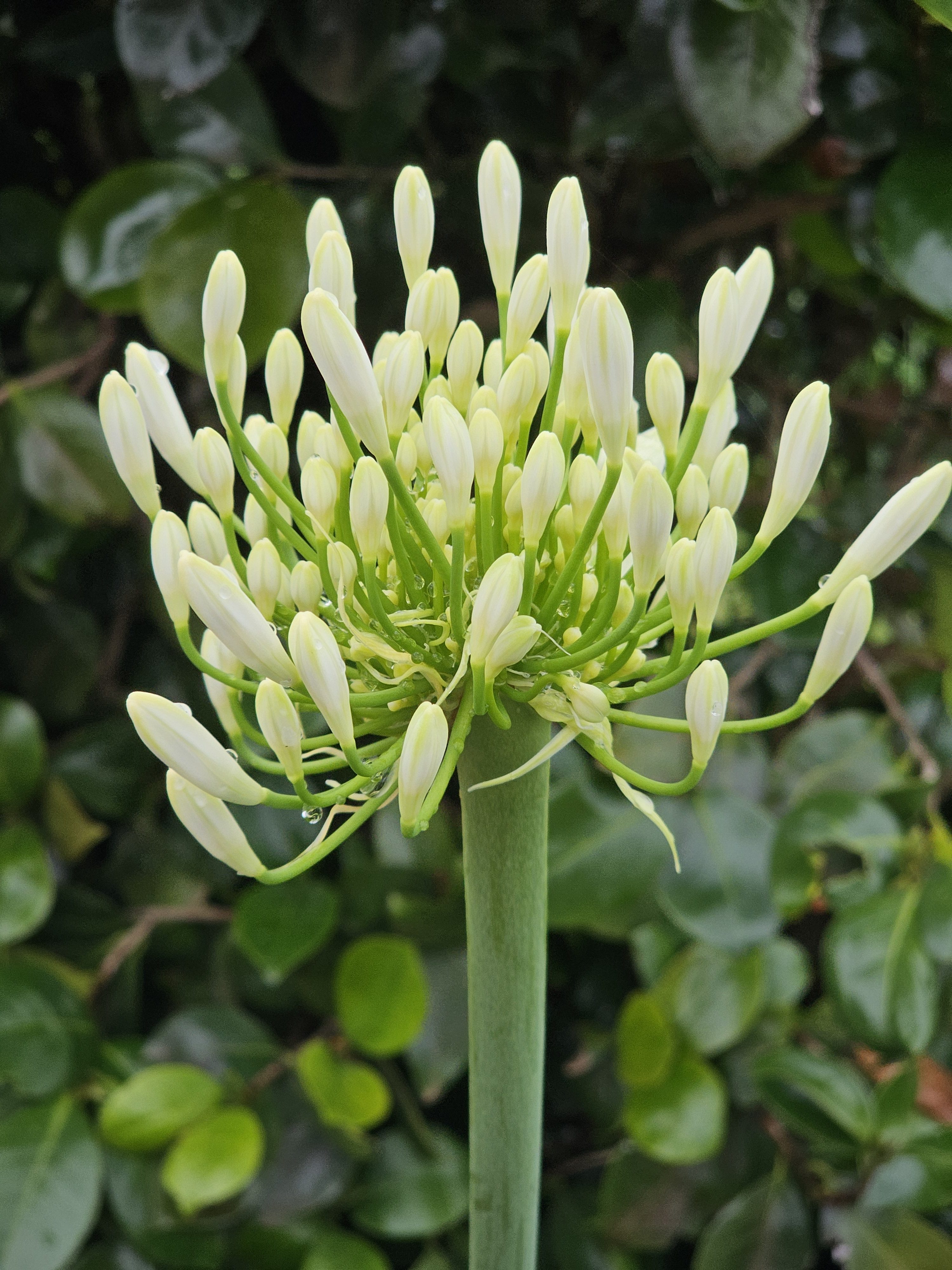 Close-up of an Agapanthus (African Lily) with pale yellow buds on a tall green stalk, set against dark green foliage. Shot in Ooty, Tamil Nadu.