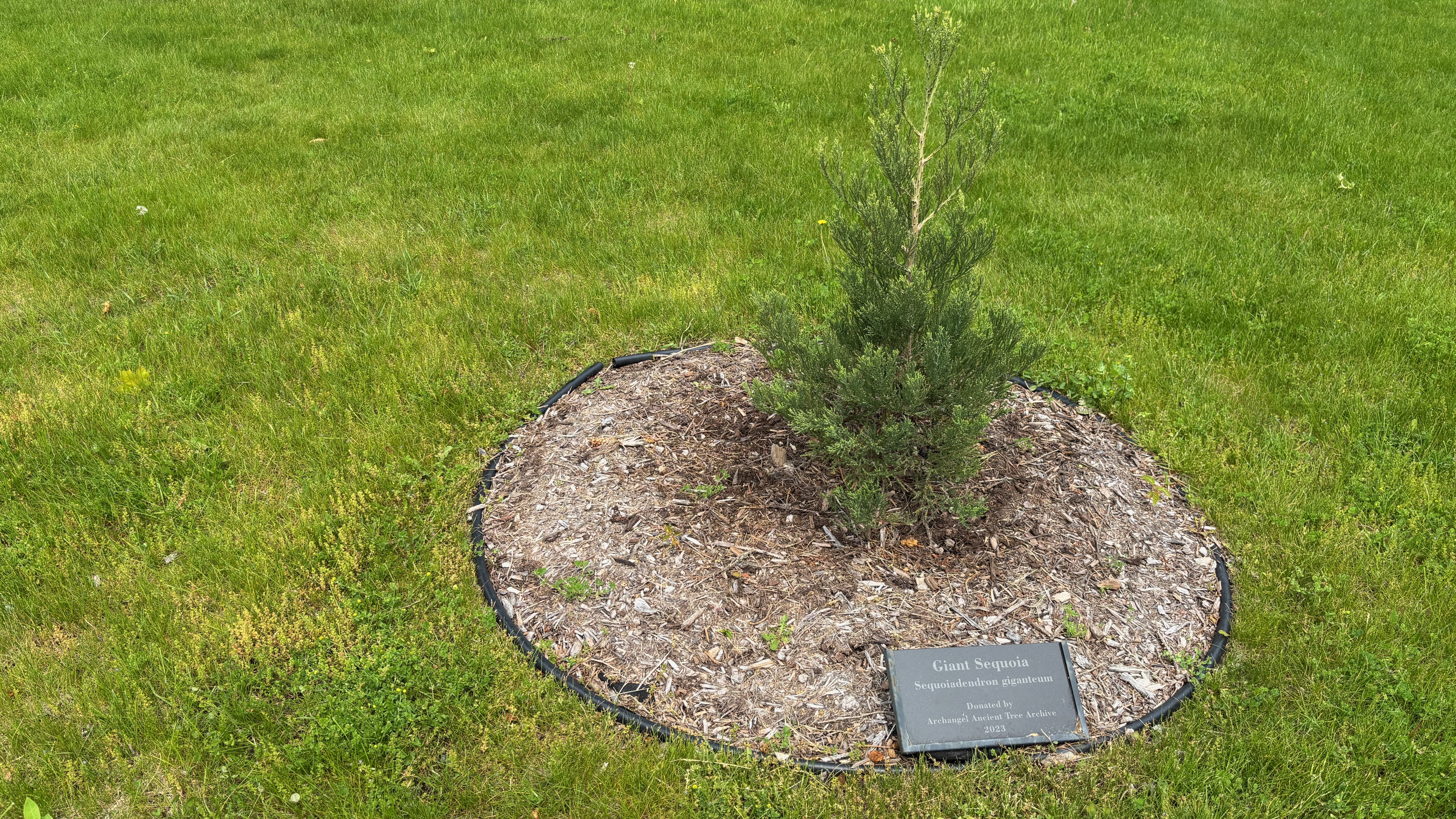 A baby tree about 1 meter tall with a sign that says "Giant Sequoia".