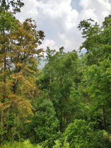 A lush green forest scene featuring a variety of trees, some displaying autumn foliage with shades of orange and yellow. 