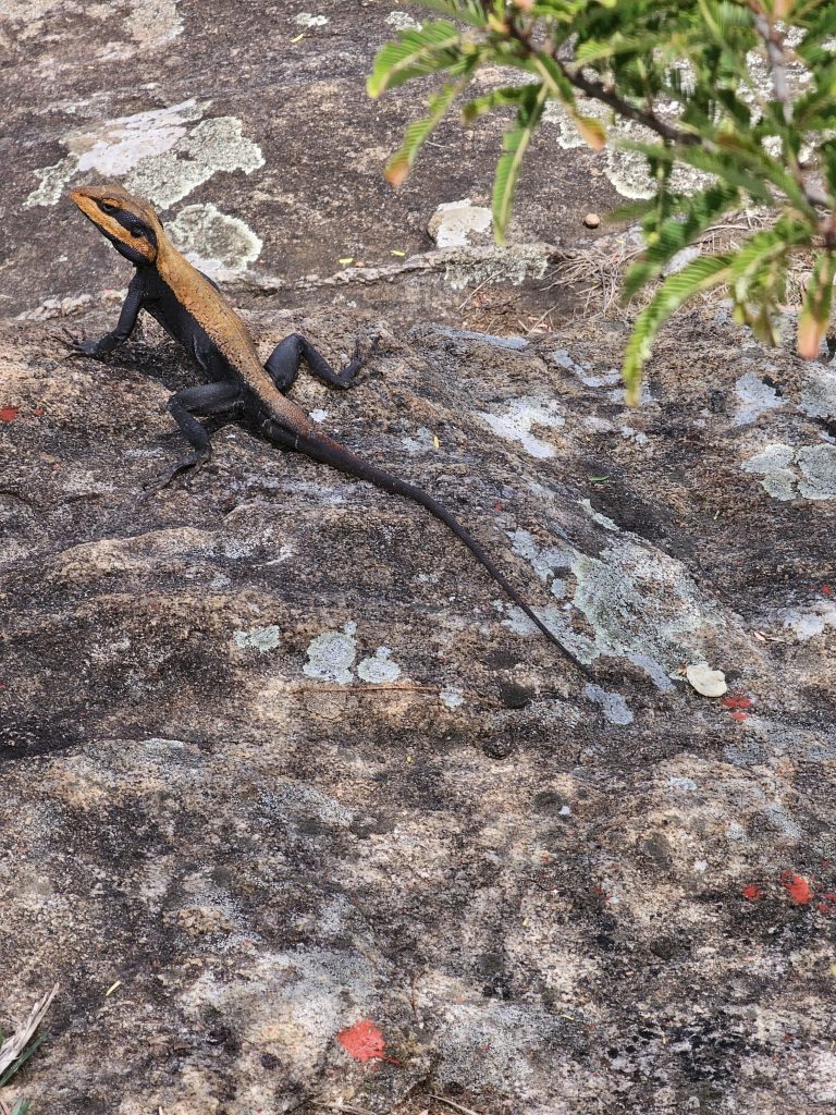 A Peninsular rock agama basks on a rock surface. The lizard has a striking orange head, a dark body, and a long tail, which blend well with the mottled rock background. The photo was taken at Needle Rock View Point, Gudalur, Nilgiris.