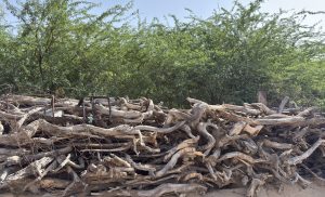 A large pile of twisted, dry tree branches and logs is stacked in front of a green bushy background under a clear blue sky. 