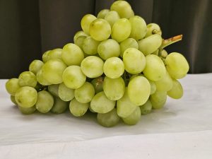 A close-up shot shows a vibrant bunch of fresh green grapes resting on a white surface against a dark, blurred background. It was captured in Kozhikode, Kerala. 