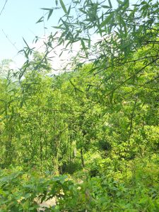 A lush green landscape filled with dense bamboo and foliage, framed by vibrant leaves.