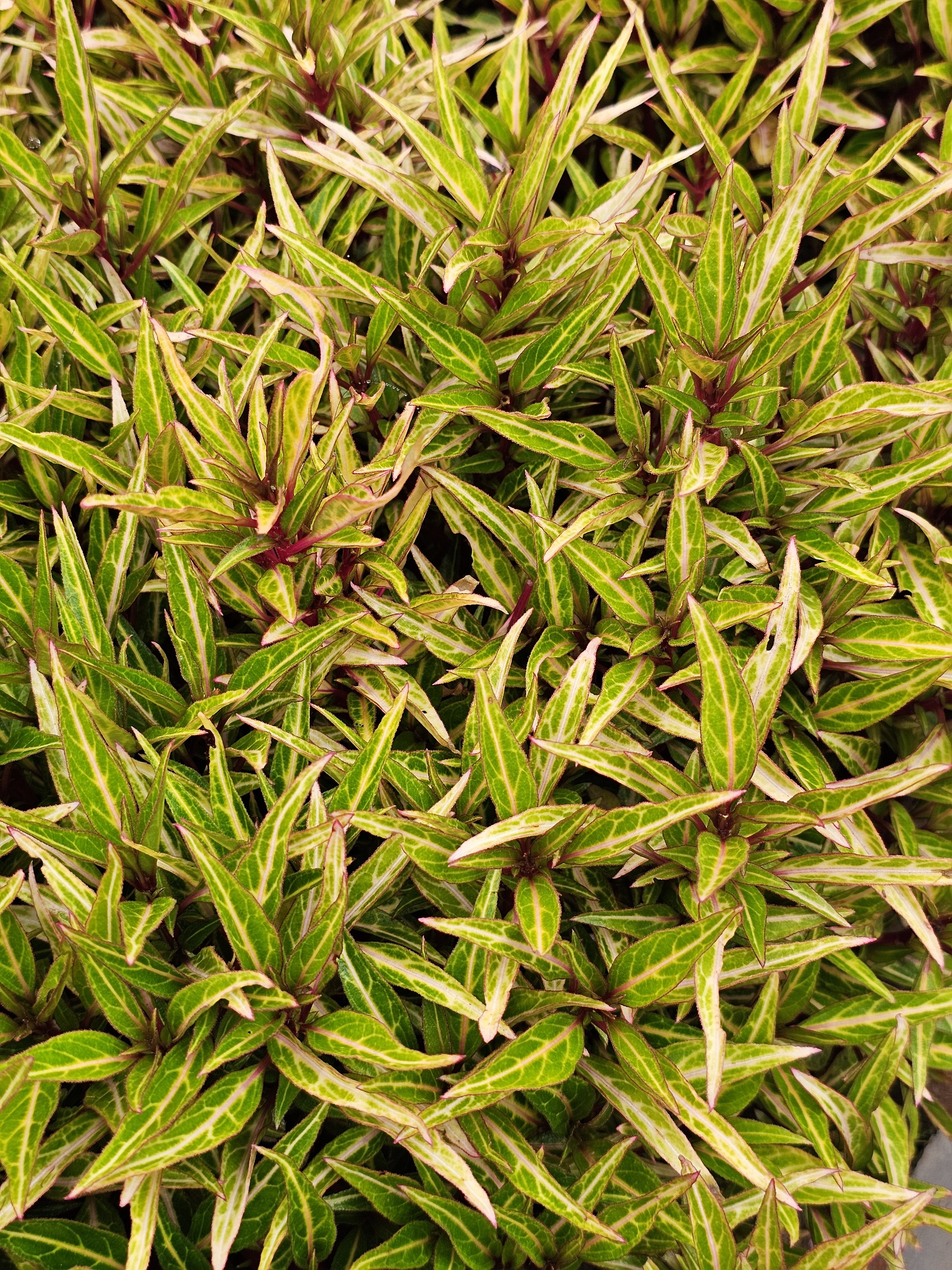 A close-up of a plant with variegated leaves, featuring shades of green and yellow. The leaves are pointed and arranged densely, creating a textured pattern. Captured from the Government Botanical Garden, Ooty, Tamil Nadu.