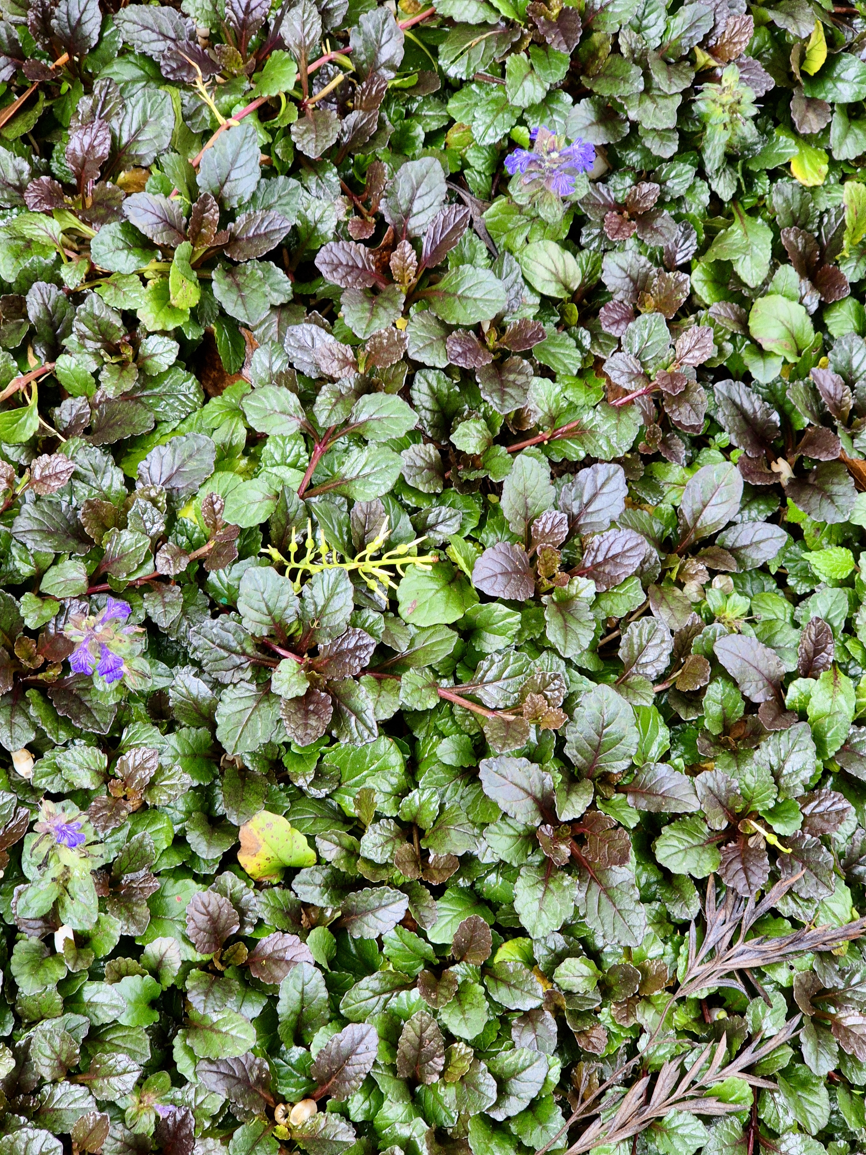 Close-up view of a ground cover plant, likely Ajuga reptans, also known as bugleweed. The plant has dark green and purple leaves, with a few small blue flowers visible among the foliage. Captured from the Government Botanical Garden, Ooty, Tamil Nadu.
