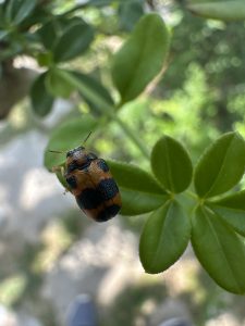 A close-up view of a colorful beetle perched on a bright green leaf.
