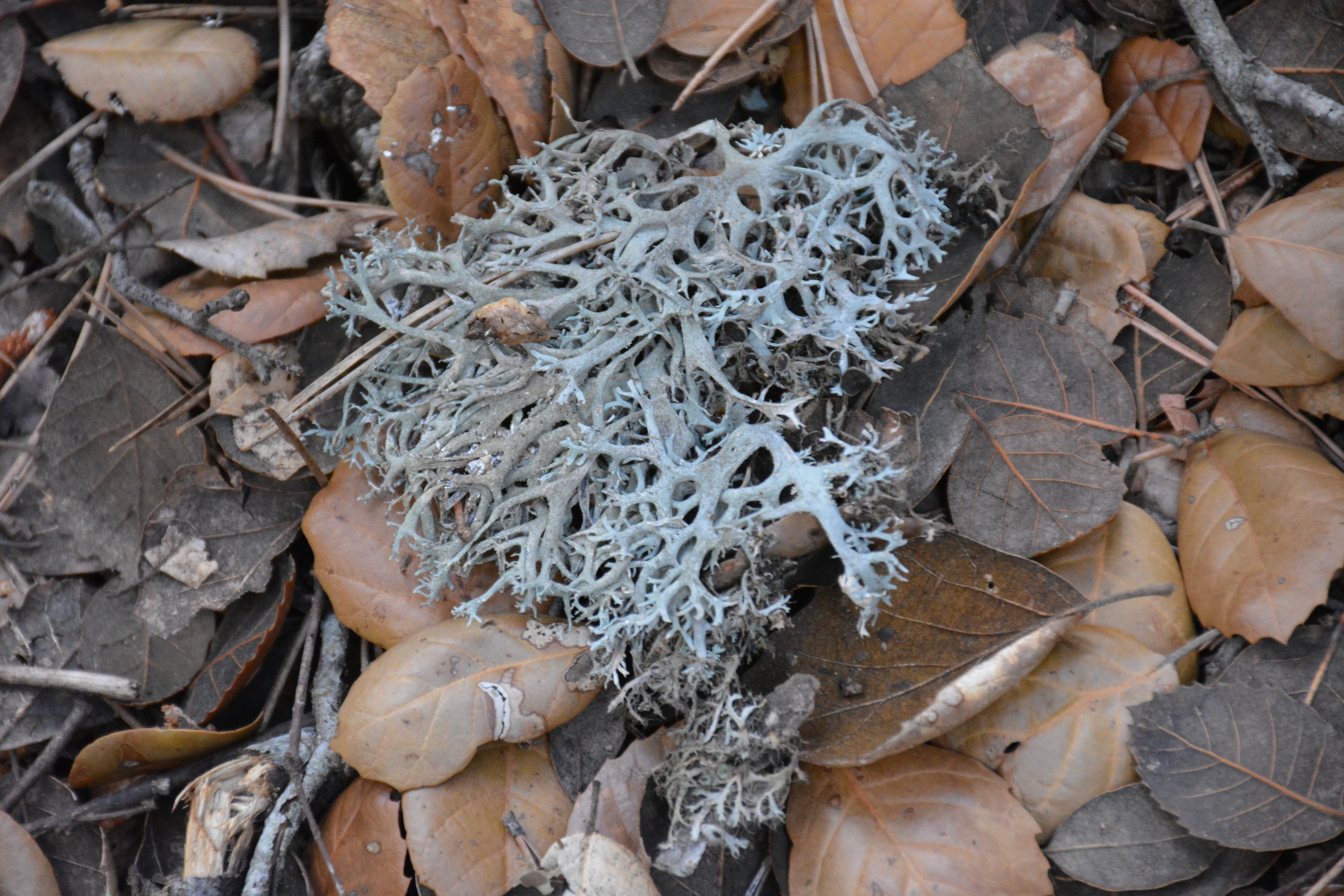 Close-up of pale lichen on dry leaves and twigs in Cyprus’s Troodos Mountains.
