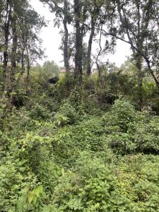 A dense, overgrown area of woodland featuring various shades of green foliage, shrubs, and small trees. 