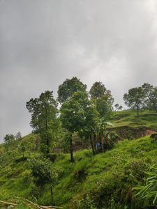 A lush green hillside is dotted with trees of various sizes, under a cloudy gray sky.