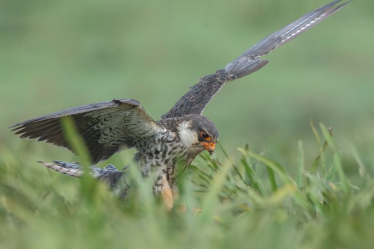 Amur Falcon(Female) with a distinctive orange beak and spotted plumage is perched on the ground with one wing partially raised, surrounded by green grass. The background is blurred, emphasizing the bird’s stance.