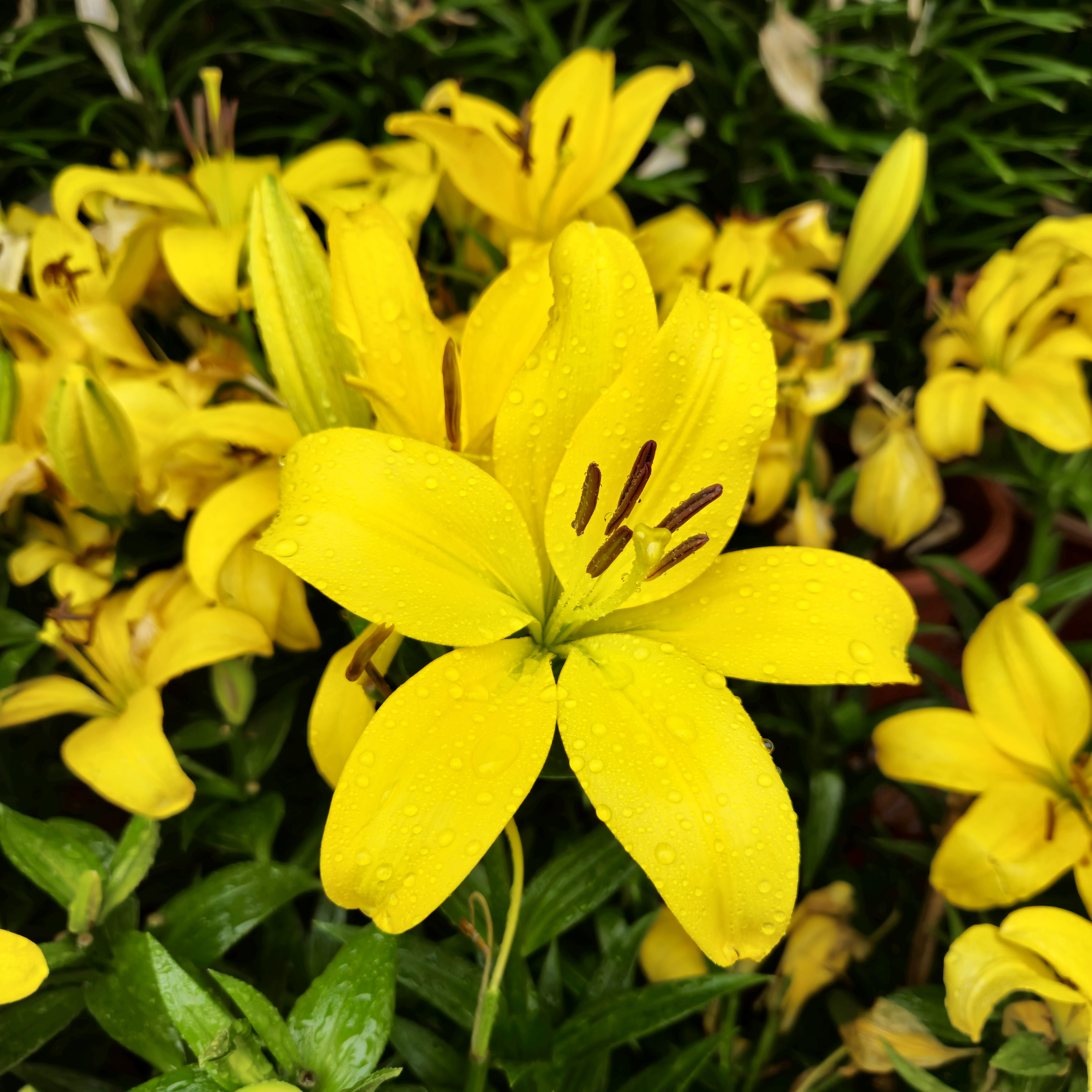 A close-up of bright yellow lilies in full bloom, with water droplets on their petals. The flowers are set against a backdrop of lush green foliage, suggesting a garden setting. An early morning scene from the Government Botanical Garden, Ooty, Tamil Nadu.