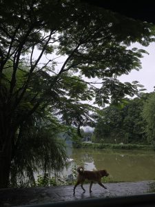 Dog walking along a tiled walkway next to a pond surrounded by trees.
