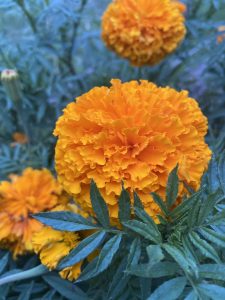 A close-up image of vibrant orange marigold flowers surrounded by green foliage. 