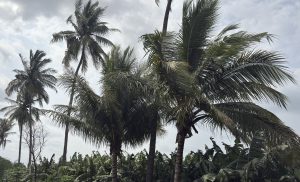 A cluster of tall palm trees sways gently against a cloudy sky.
