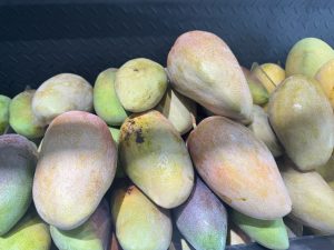 A pile of ripe mangoes with yellow, green, and reddish skin.
