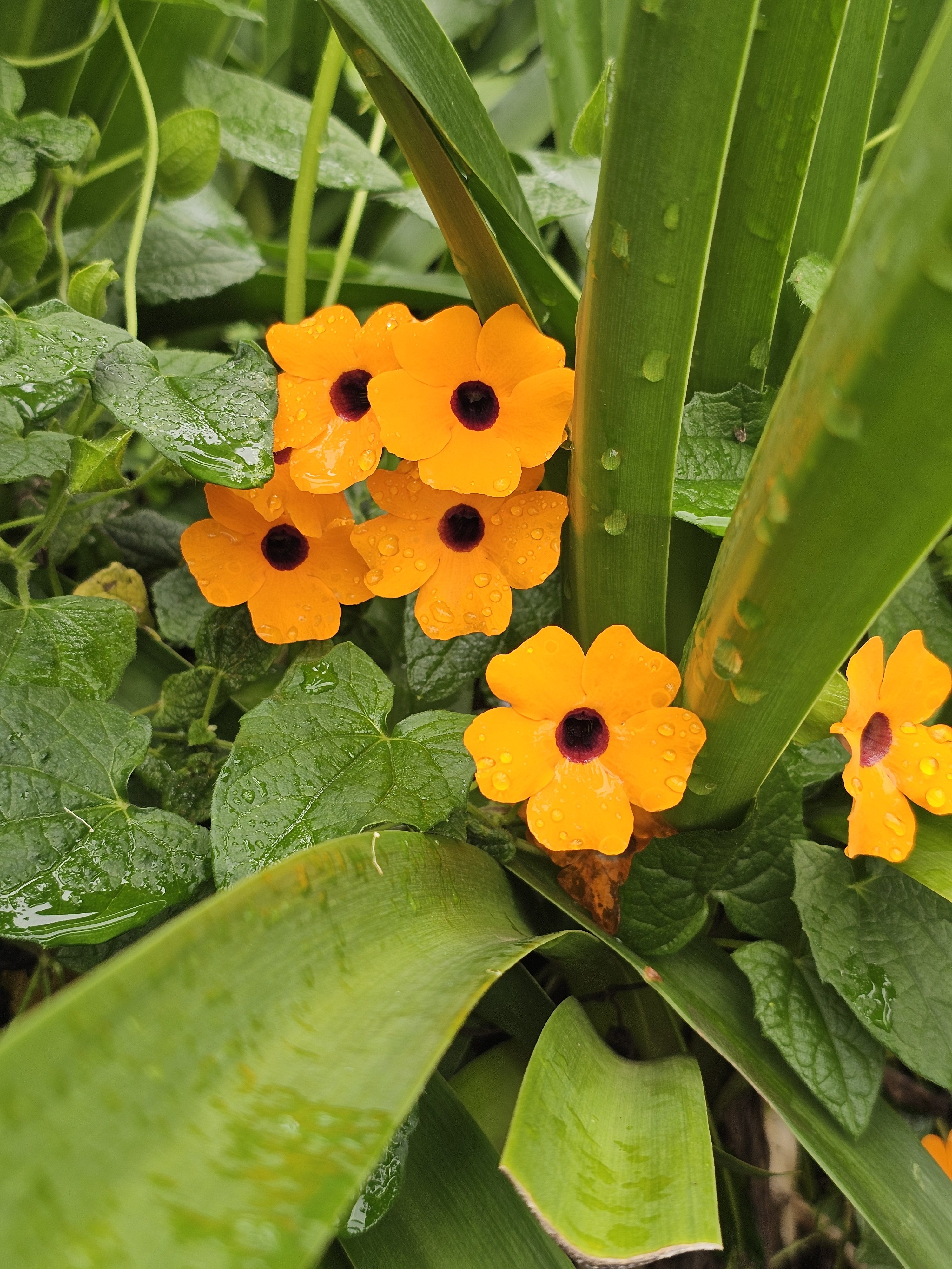 A close-up view of several vibrant orange Black-eyed Susan vine flowers with dark purple centres, surrounded by lush green leaves. The scene is likely captured after rain, as water droplets cling to the petals and foliage. Captured from Ooty, Tamil Nadu.