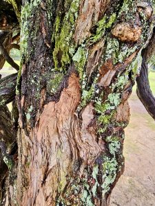 Close-up of reddish-brown tree bark with patches of green moss and white lichen. Captured at the Government Botanical Garden, Ooty.