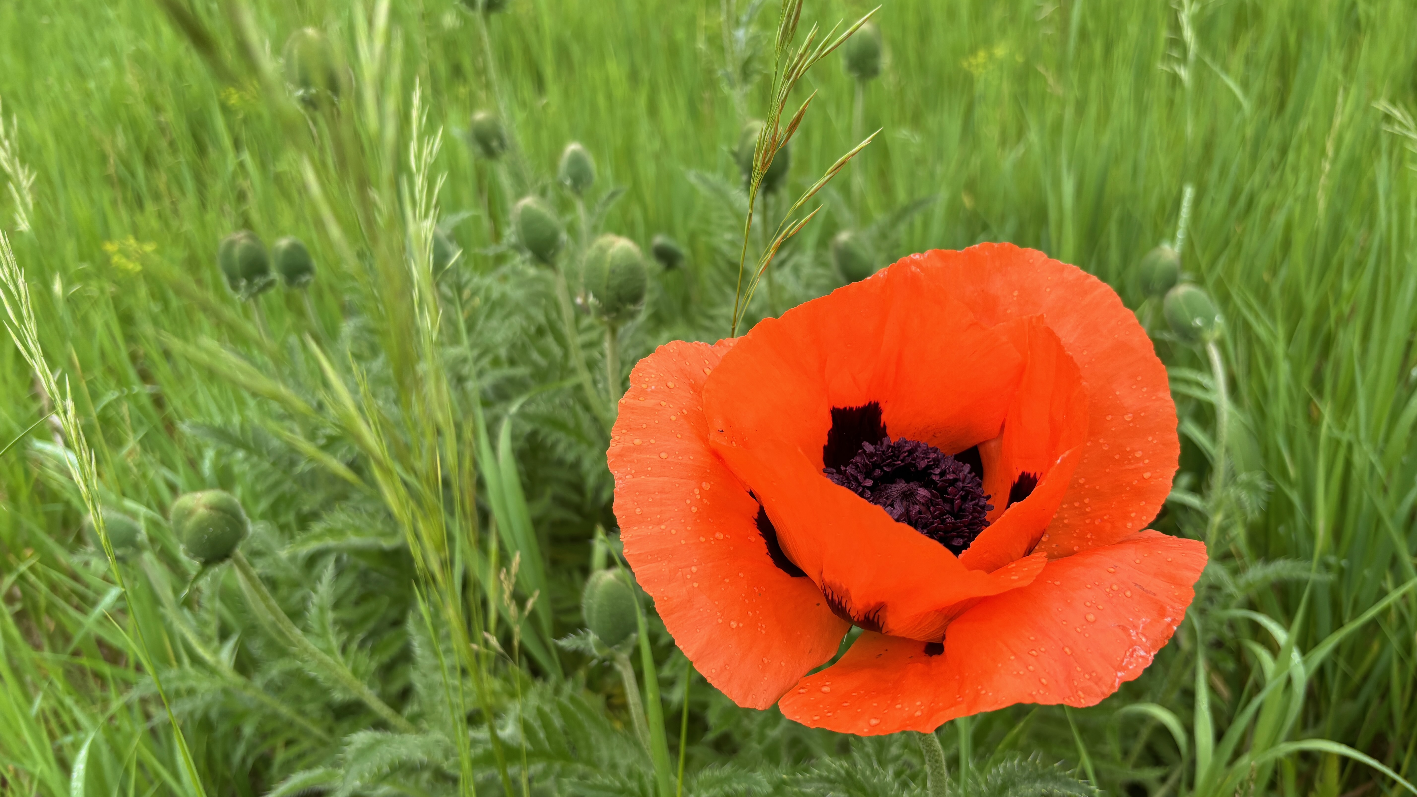 A poppy blossom with water drops, set against a green backdrop.