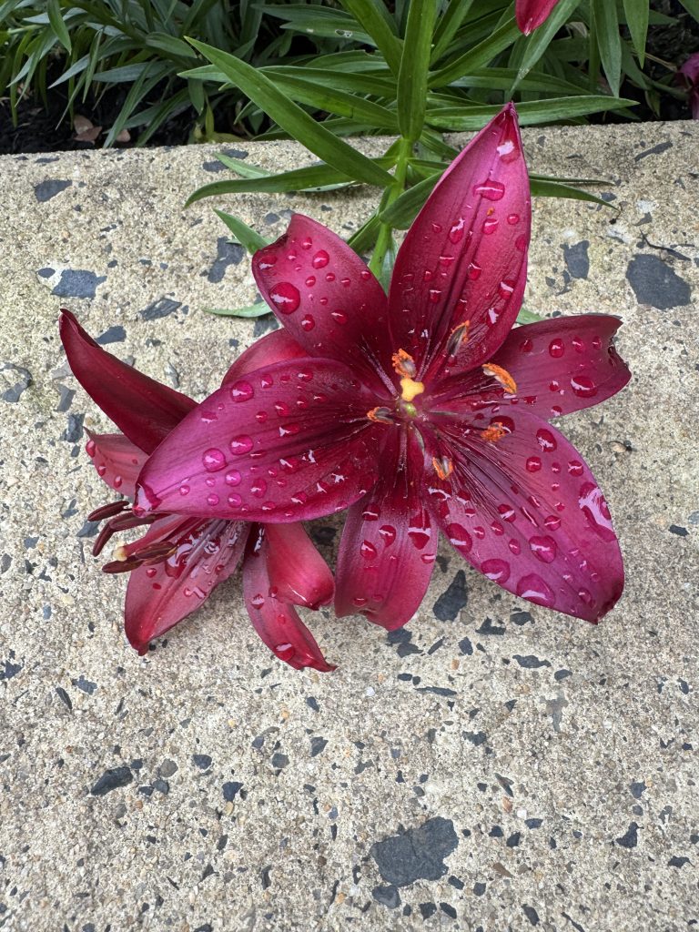 A close-up of two vibrant red lilies with droplets of water on their petals, resting on a textured stone surface.