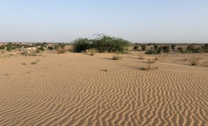 A vast sandy desert landscape with gently rolling dunes, featuring ripples in the sand. Sparse vegetation, including small bushes and grasses, is visible among the dunes.