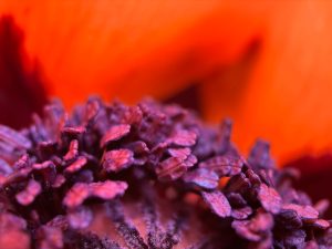 Closeup of the center of a poppy.