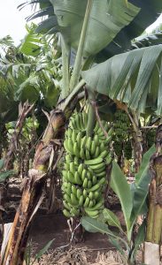 A lush banana plantation with several banana plants.