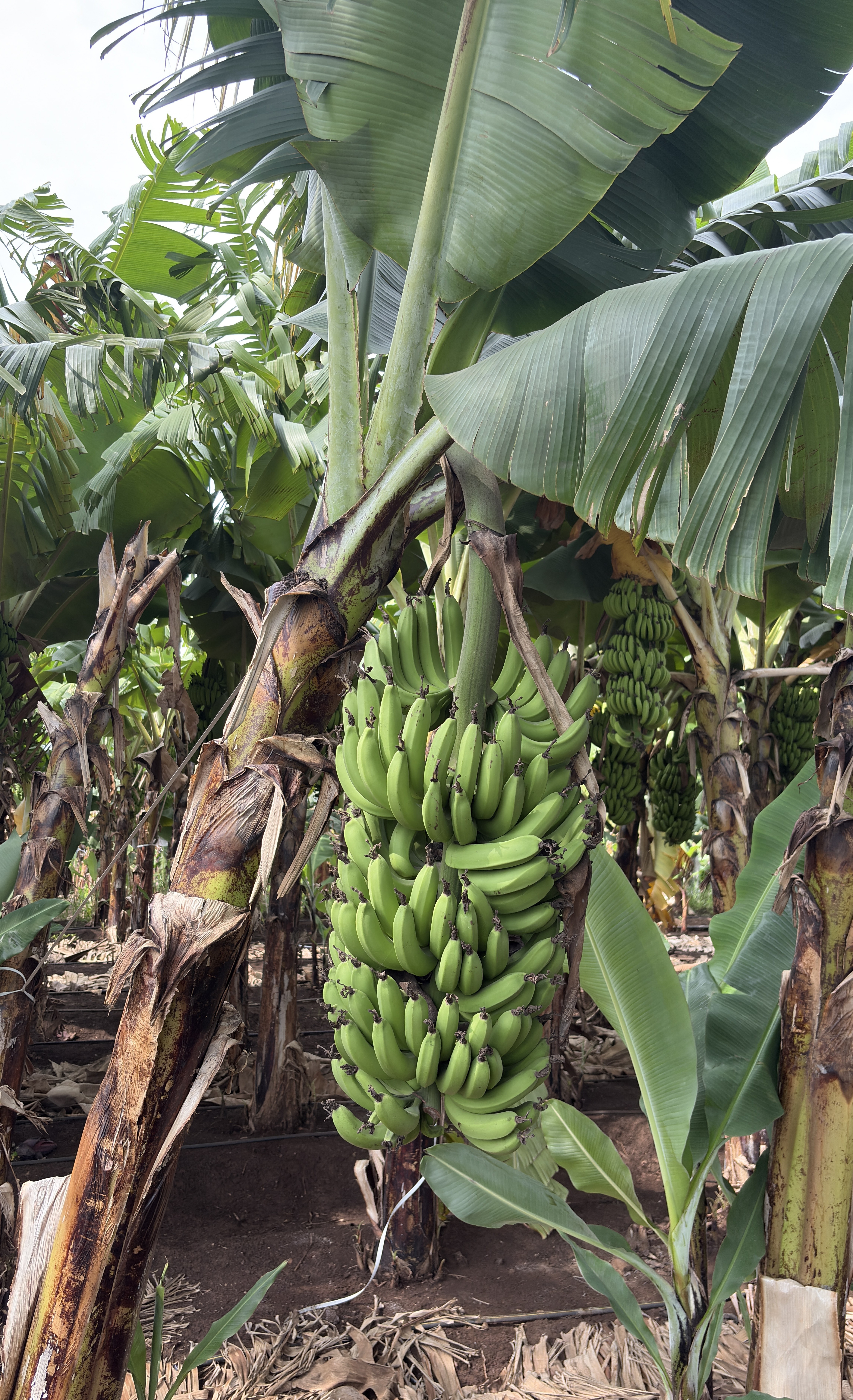 A lush banana plantation with several banana plants.