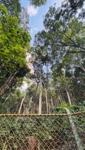 A view looking up at tall trees in a forest, surrounded by lush green foliage. 