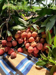A close-up view of freshly harvested lychee fruits, featuring a cluster of bright red lychees with textured skin, nestled among green leaves. 