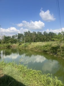 A tranquil scene depicting a calm, greenish river reflecting the blue sky and fluffy white clouds above. 