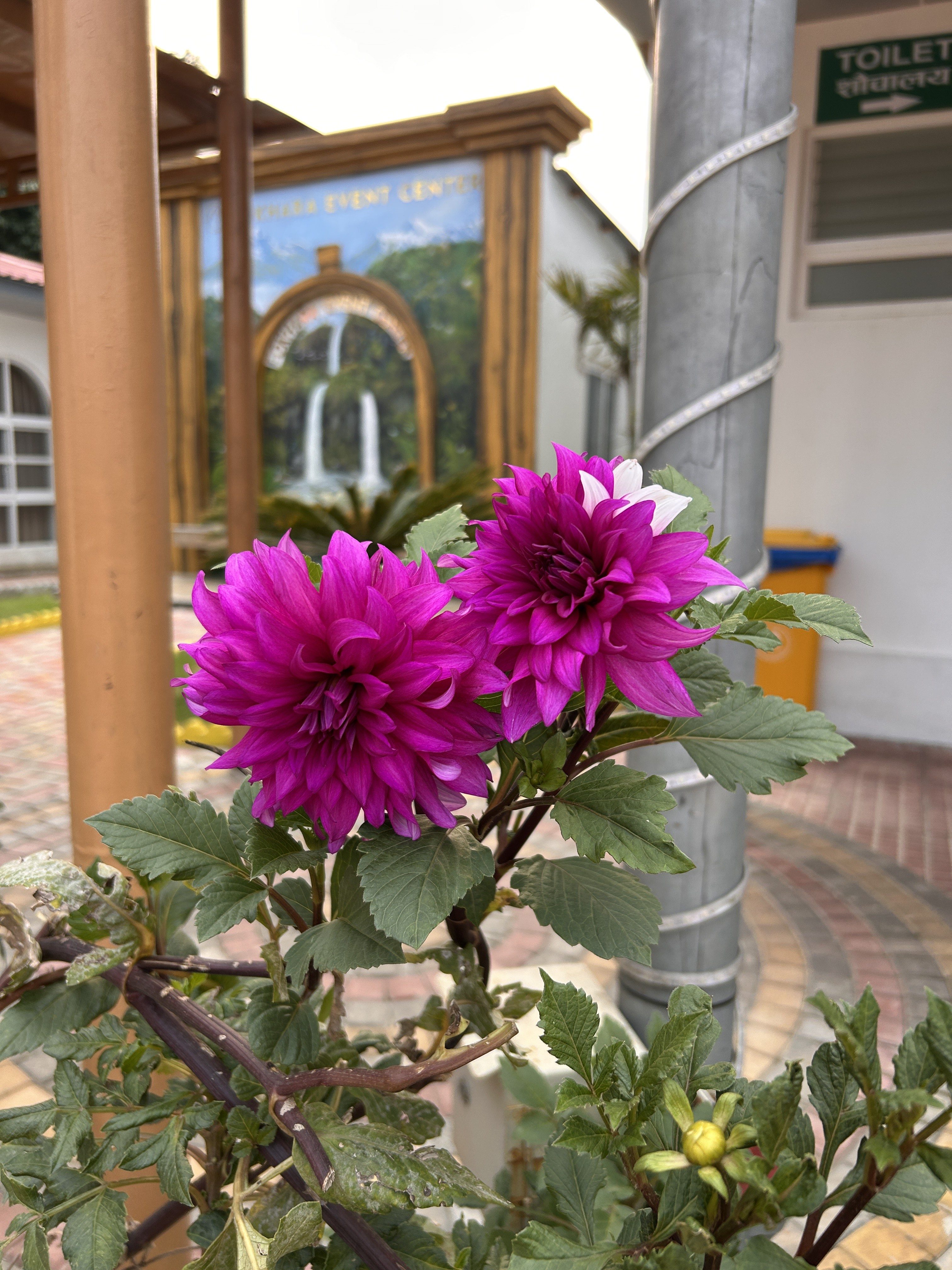 Close-up of two vibrant magenta dahlia flowers in full bloom, surrounded by green foliage, with a blurred background showing a mural of waterfalls at an event center and signage in multiple languages