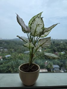 A potted plant with green and white variegated leaves is positioned on a windowsill, overlooking a lush landscape filled with trees and rooftops.
