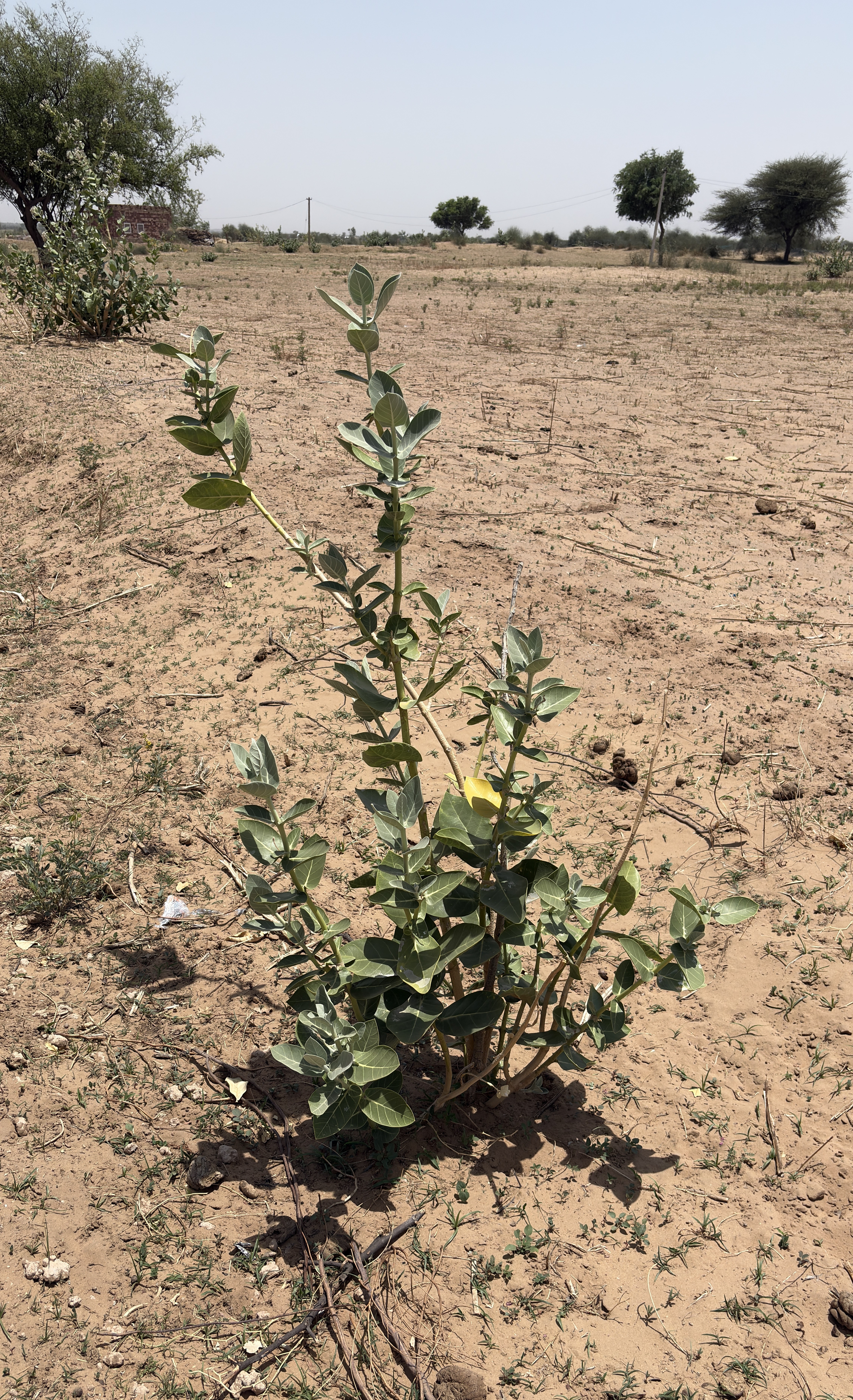 A small green plant with broad, oval leaves is growing in a dry, sandy field