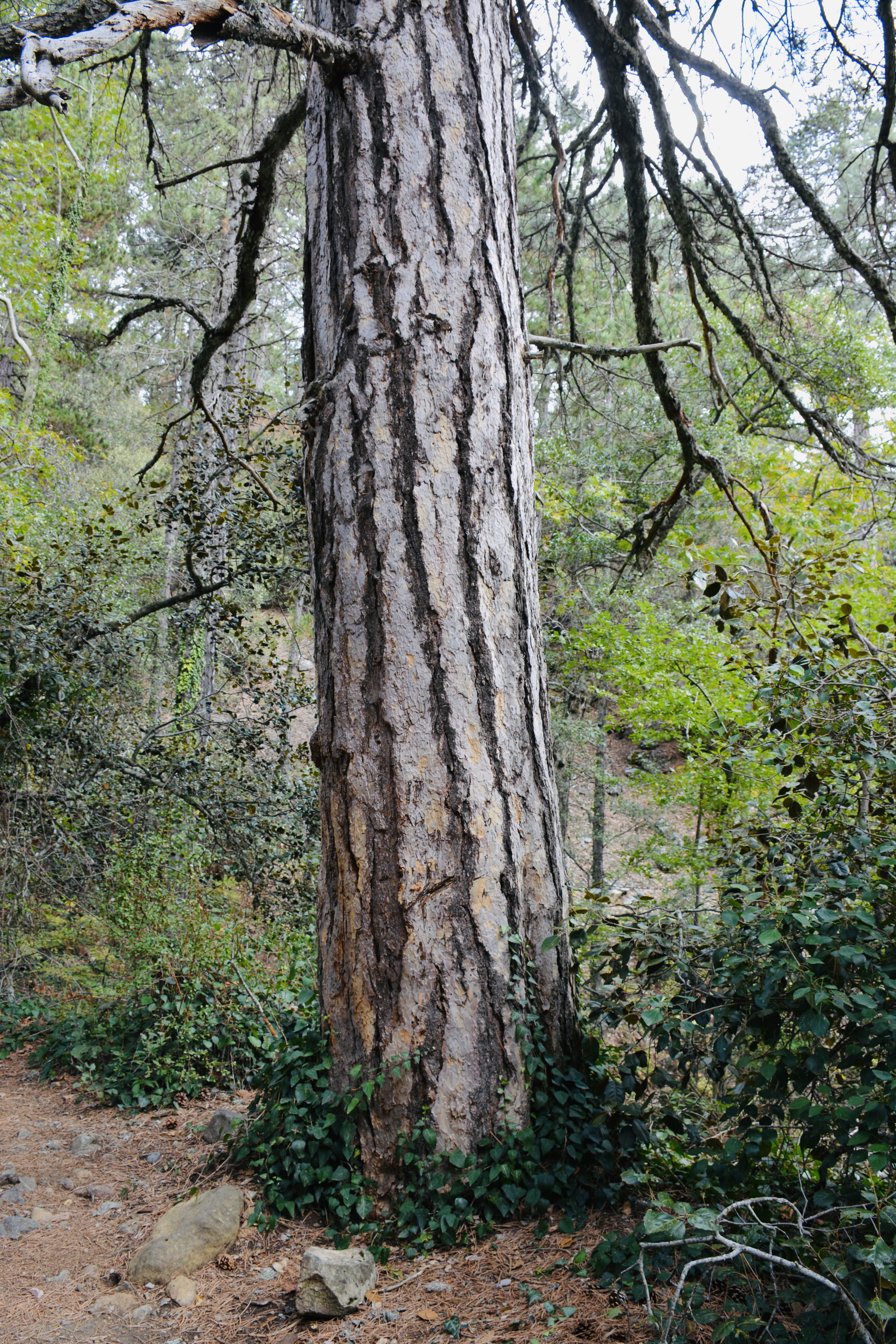 Close-up of a pine tree trunk in the Troodos Mountains, surrounded by ivy and forest greenery.