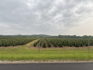 A Christmas Tree field full of baby Christmas trees.