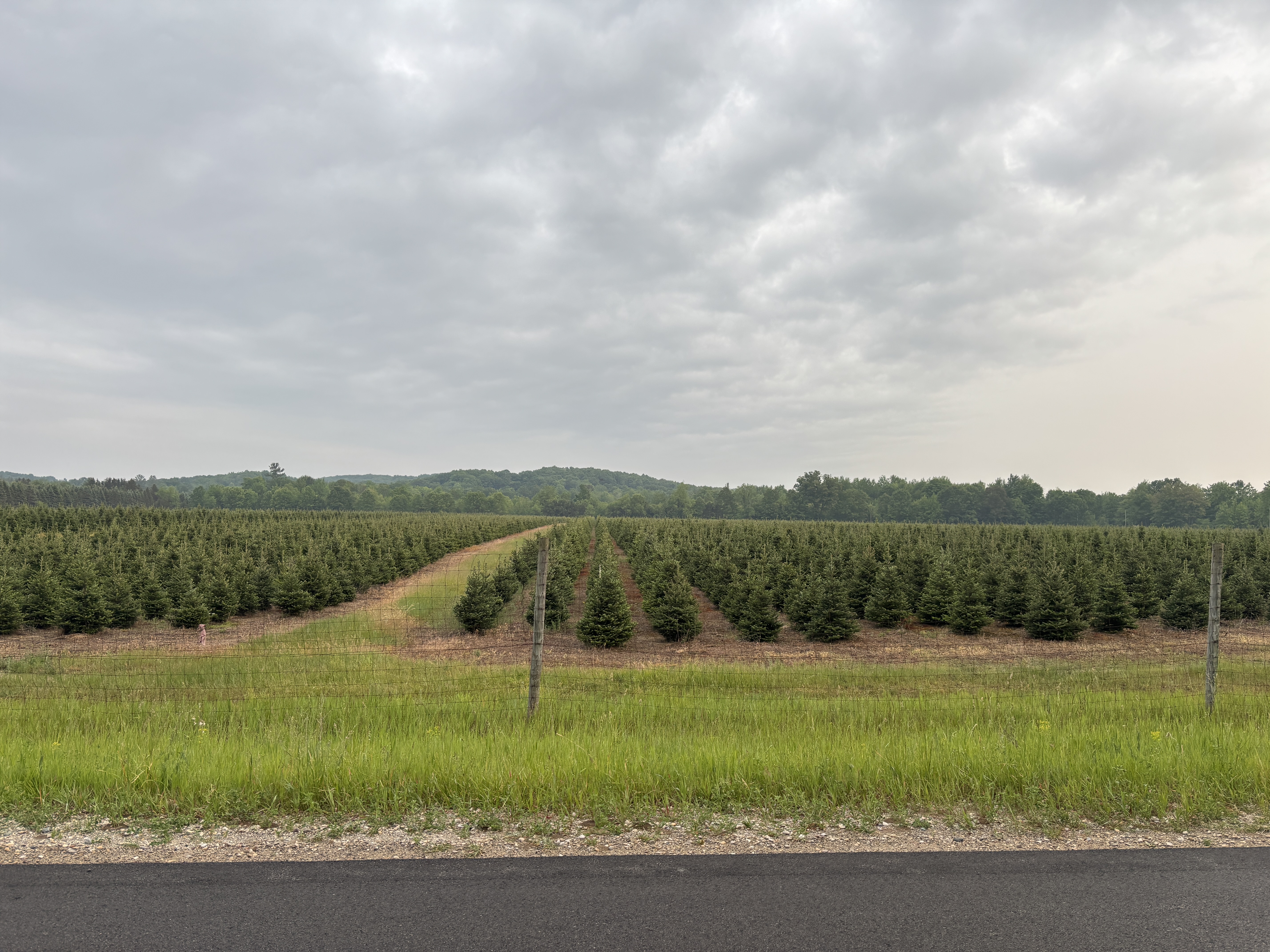 A Christmas Tree field full of baby Christmas trees.