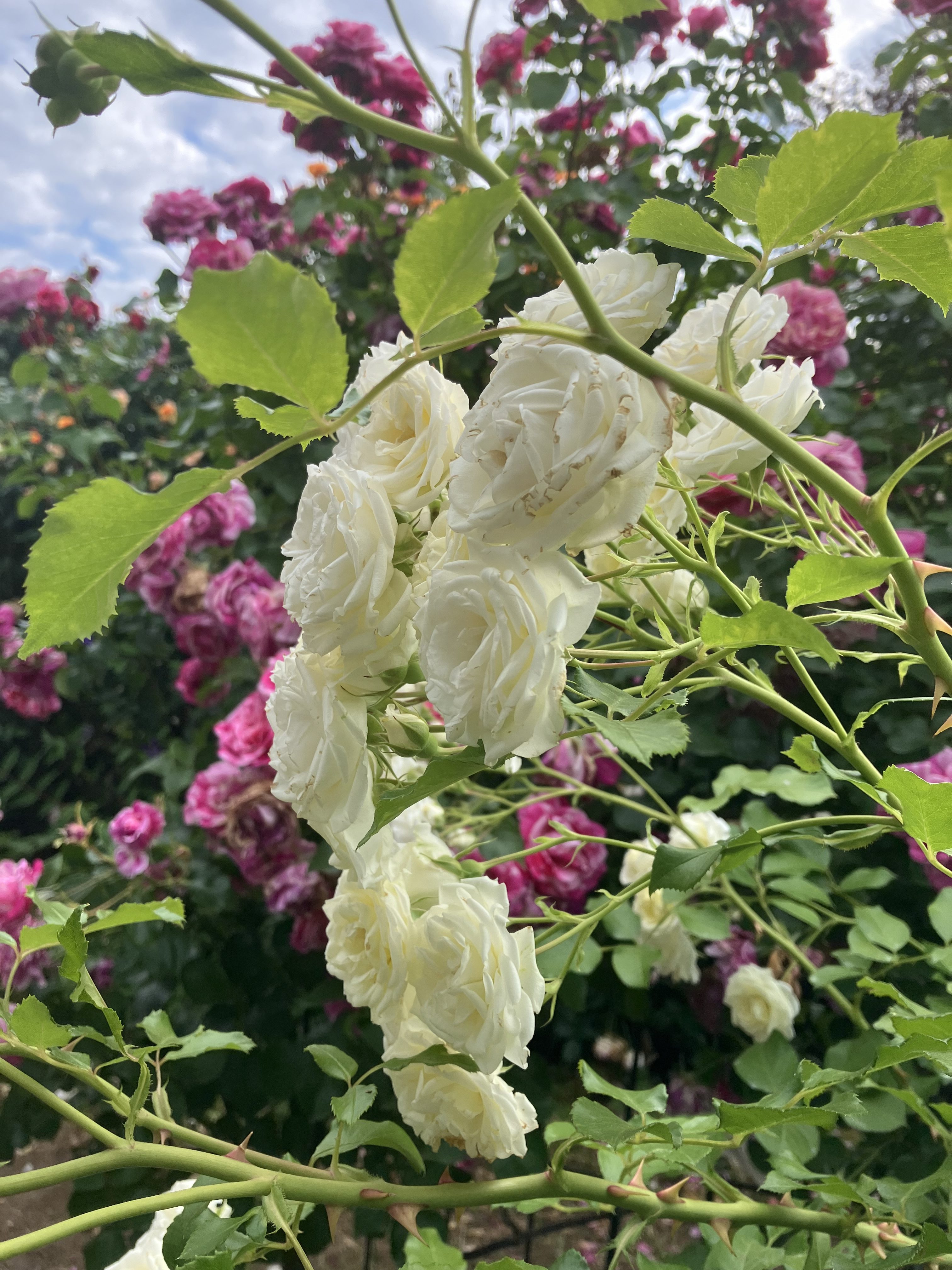 A close-up view of white roses clustered on a green stem, with lush green leaves surrounding them.