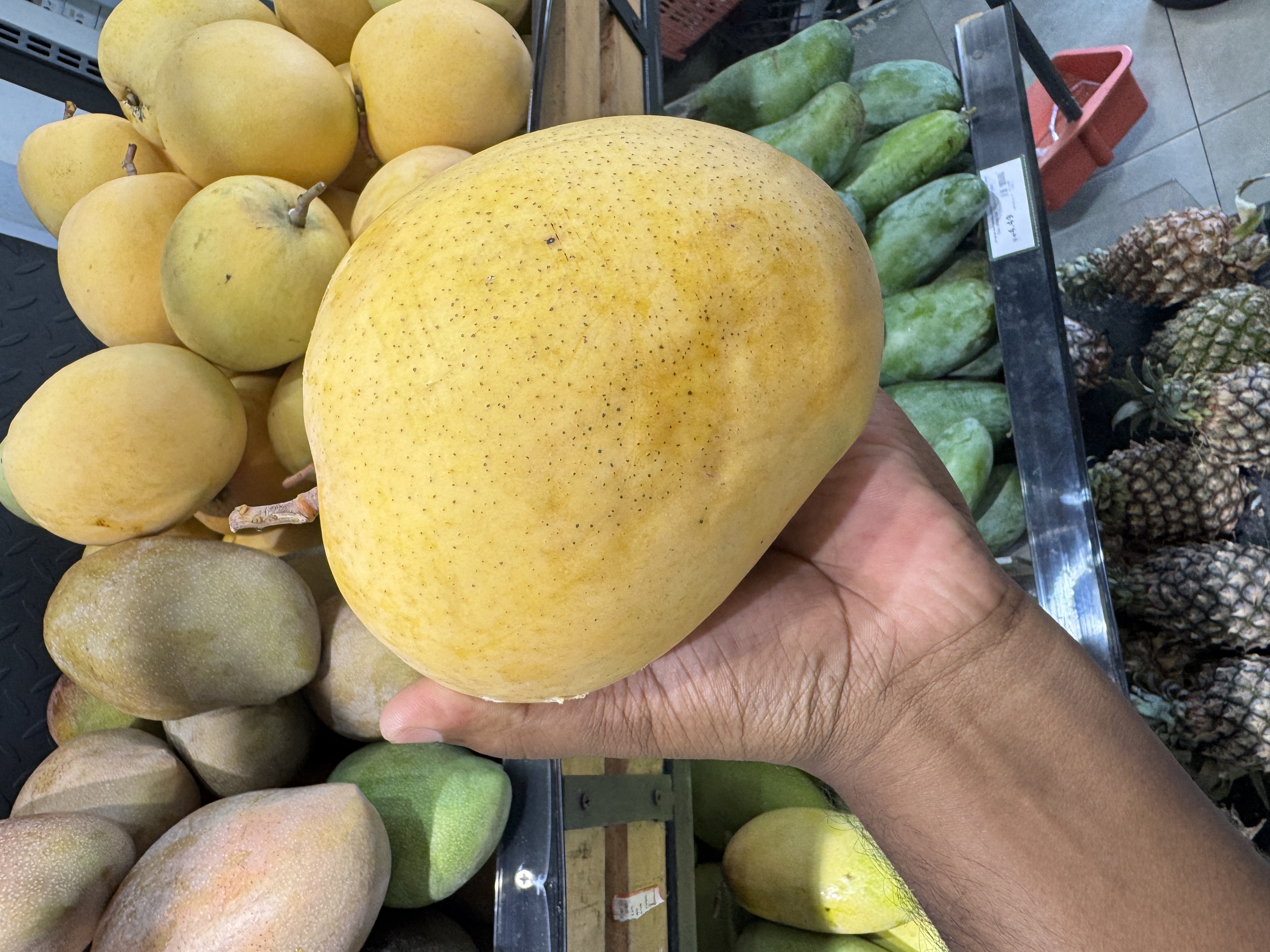 A person is holding a large, ripe yellow mango in one hand.
