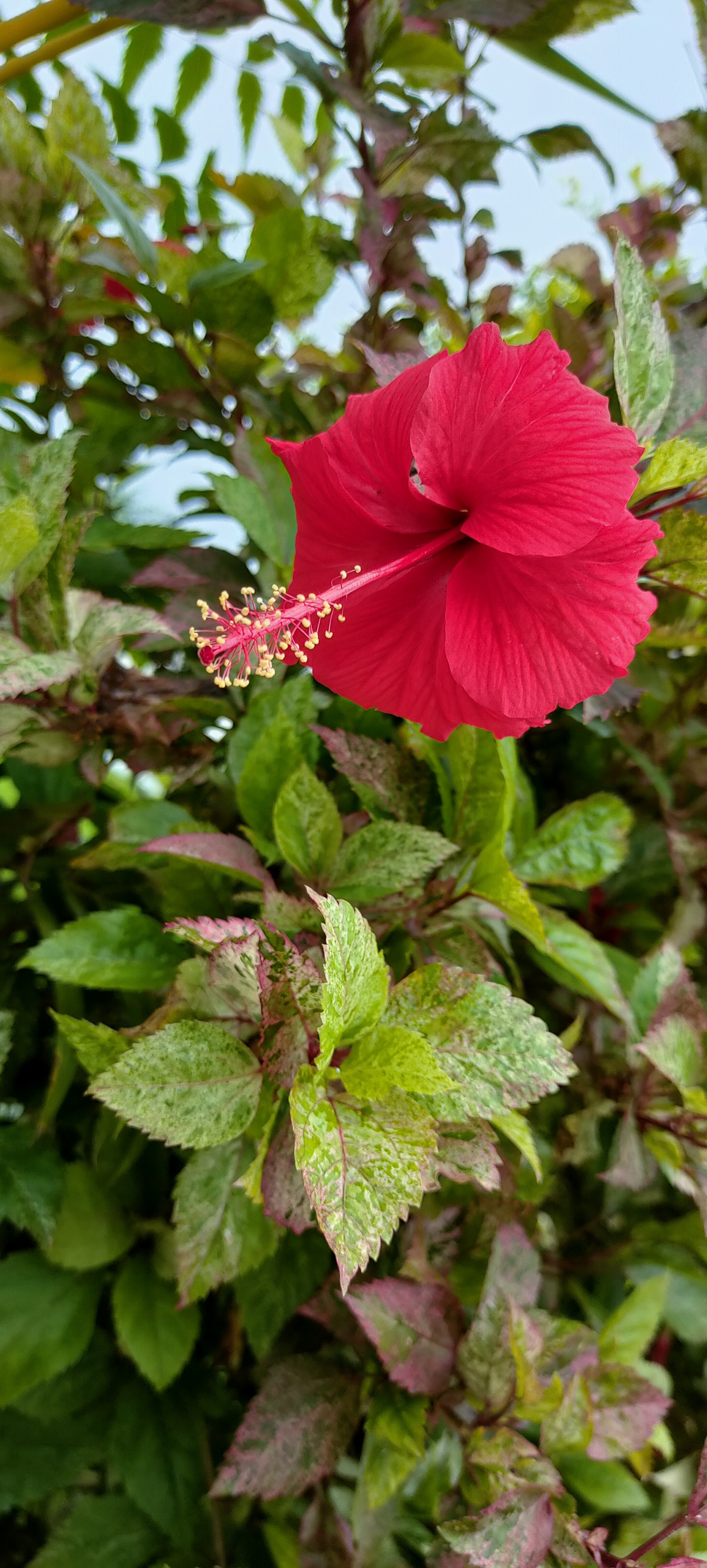 A vibrant red hibiscus flower in full bloom with prominent stamens, set against a backdrop of green and reddish variegated leaves.