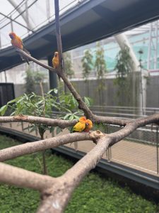 A close-up view of colorful sun conures perched on a branch. 