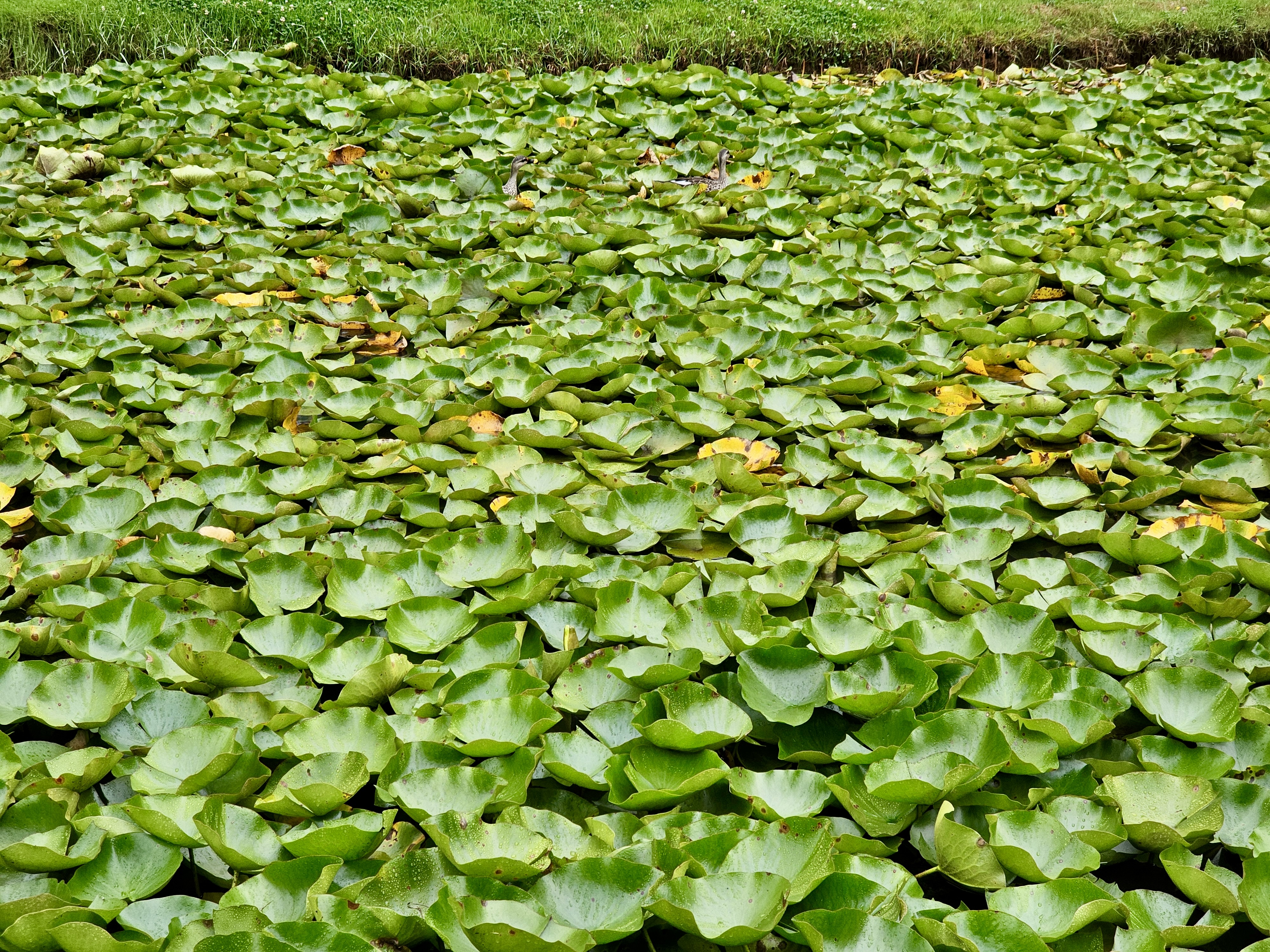 A large number of lily pads are densely covering the surface of a body of water. The pads are mostly green with some yellowing, and they create a textured, almost solid carpet across the water. Captured from the Government Botanical Garden, Ooty, Tamil Nadu.