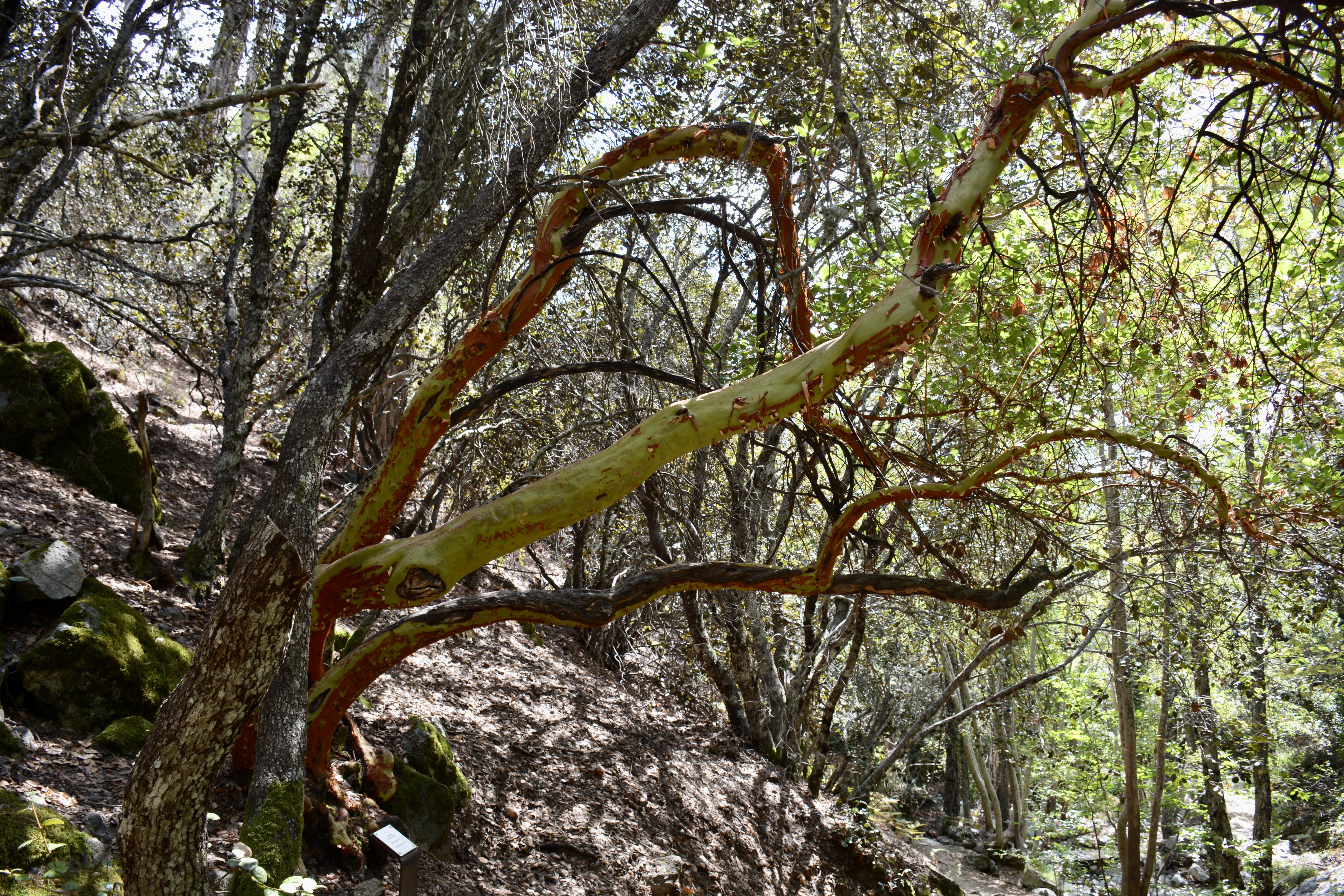 This picture shows a Strawberry Tree (likely Arbutus unedo or Arbutus andrachne) with its distinctive reddish-brown peeling bark and green leaves. It grows in a rocky, natural setting typical of Mediterranean mountain areas like the Troodos Mountains, Cyprus.