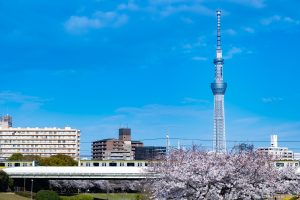 "Under a clear blue sky, the TOKYO SKYTREE rises majestically in the background. In the foreground, cherry blossoms are in full bloom, while two JR Sobu Line trains—each marked with a distinctive yellow stripe—face each other on the tracks.