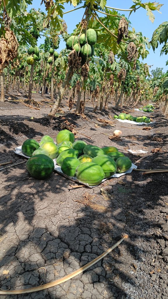 A row of papaya trees in a farm, with several green papayas hanging from the branches. The ground is dry and cracked, with some papayas lying on white cloths spread out on the ground.