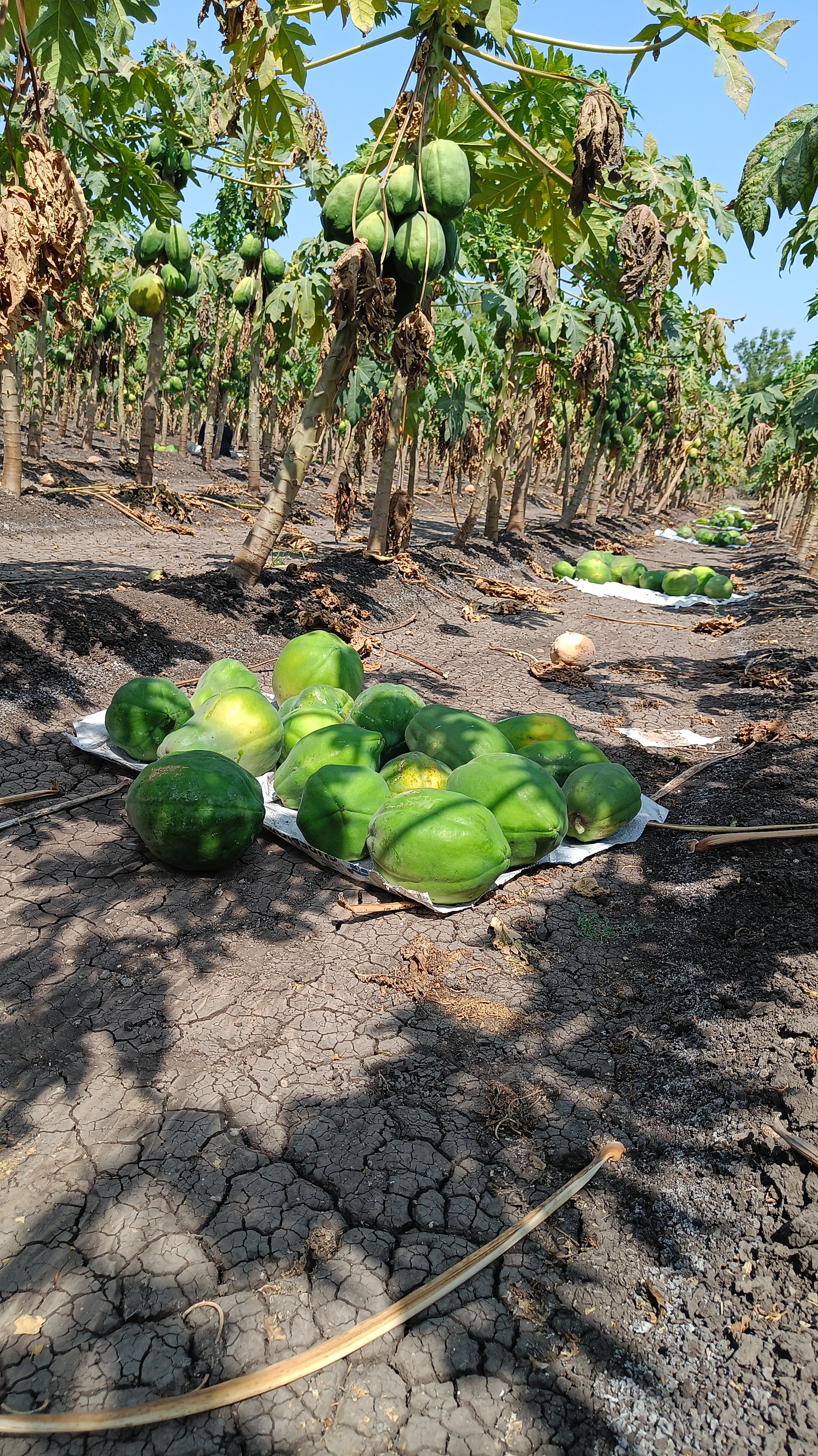 A row of papaya trees in a farm, with several green papayas hanging from the branches. The ground is dry and cracked, with some papayas lying on white cloths spread out on the ground.