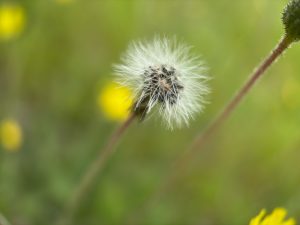 Closeup of a flower head gone to seed.
