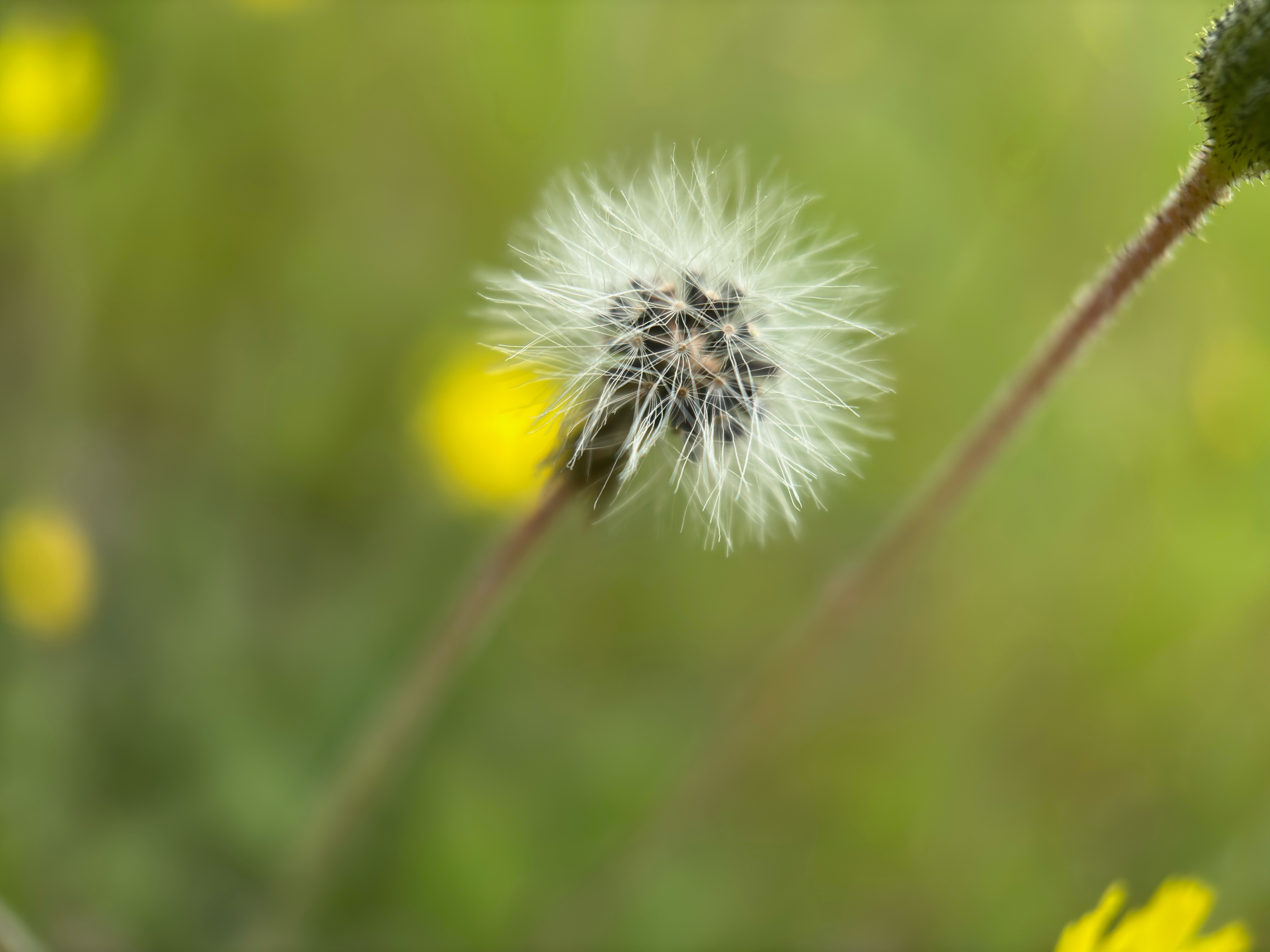 Closeup of a flower head gone to seed.