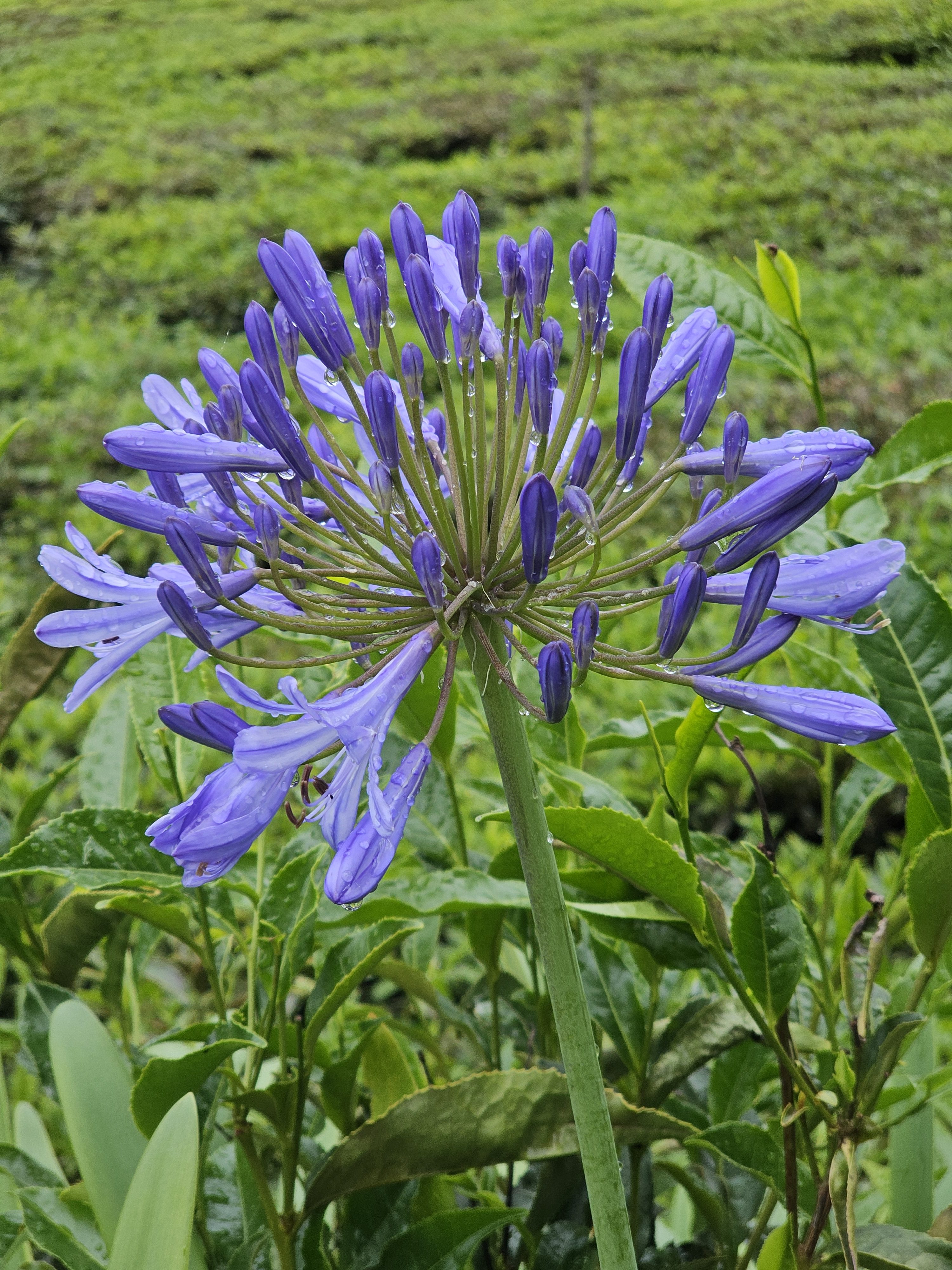 A close-up of a vibrant purple Agapanthus flower in full bloom, with numerous buds and open petals radiating from a central point. The flower is captured against a lush green background of foliage. Captured from Ooty, Tamil Nadu.