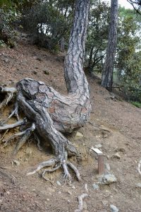 A twisted pine trunk with exposed roots stands out on a dry slope in Cyprus's Troodos Mountains.