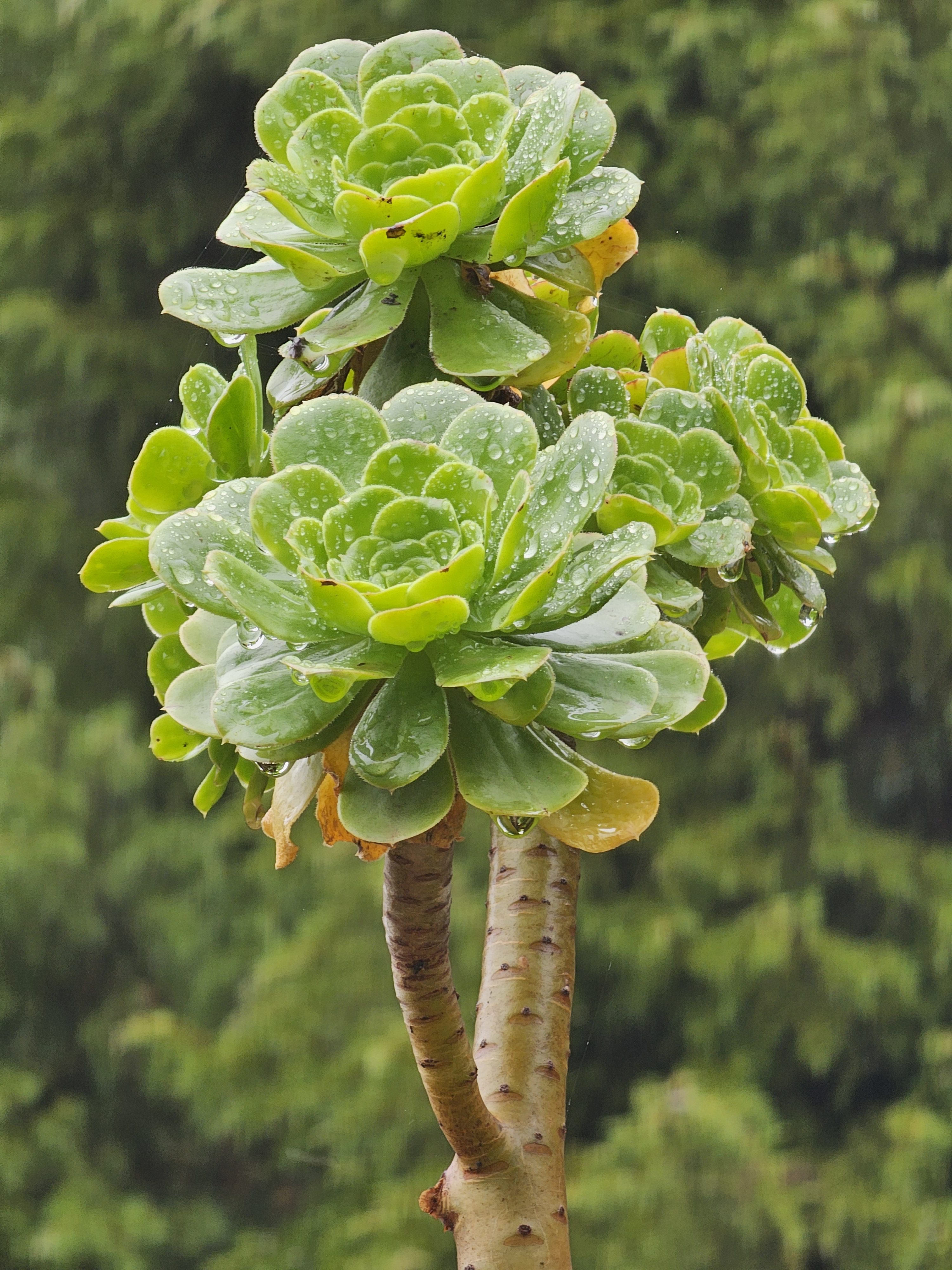 A close-up of an Aeonium canariense plant, also known as giant velvet rose, with its rosette-shaped leaves covered in raindrops. The plant is positioned against a blurred green background, highlighting its vibrant green colour and unique structure. Captured from the Government Botanical Garden, Ooty, Tamil Nadu.